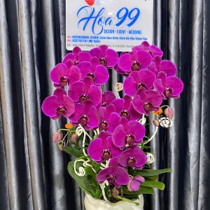Lan Hồ Điệp Chậu