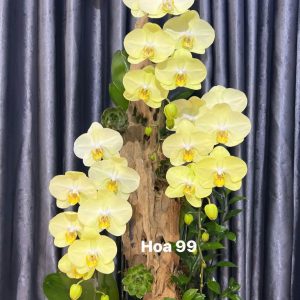 Lan Hồ Điệp Ghép Gỗ Lủa